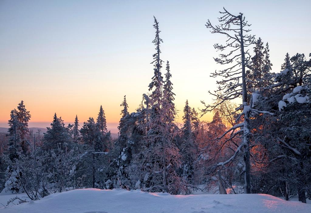 Reindeer walking in snow in Finnish Lapland